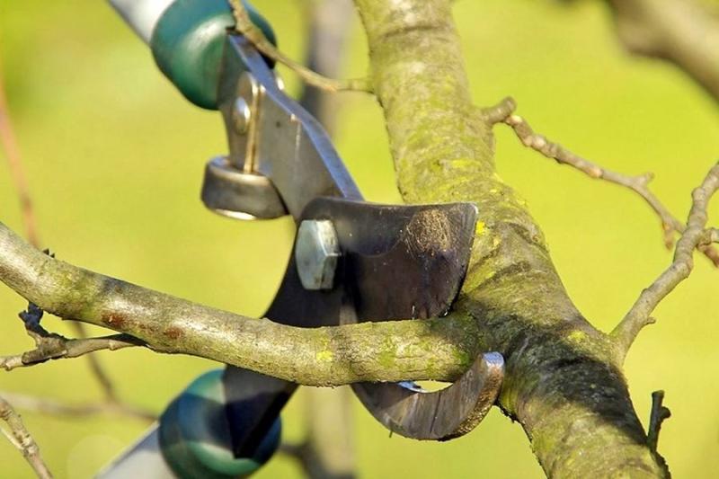 Які види кущів і дерев не слід піддавати обрізці восени - На пенсії.