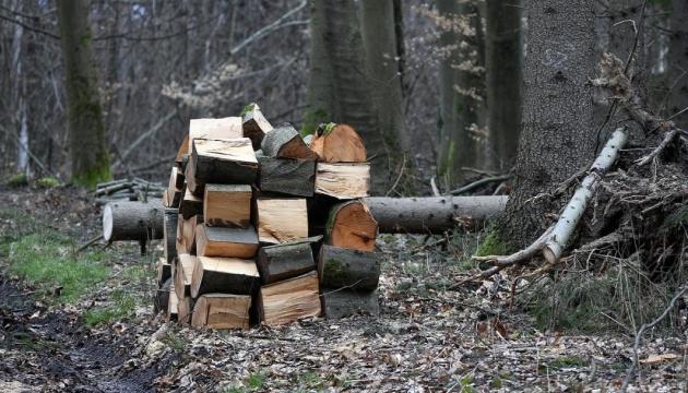 Хто в ліс, а хто за деревами.